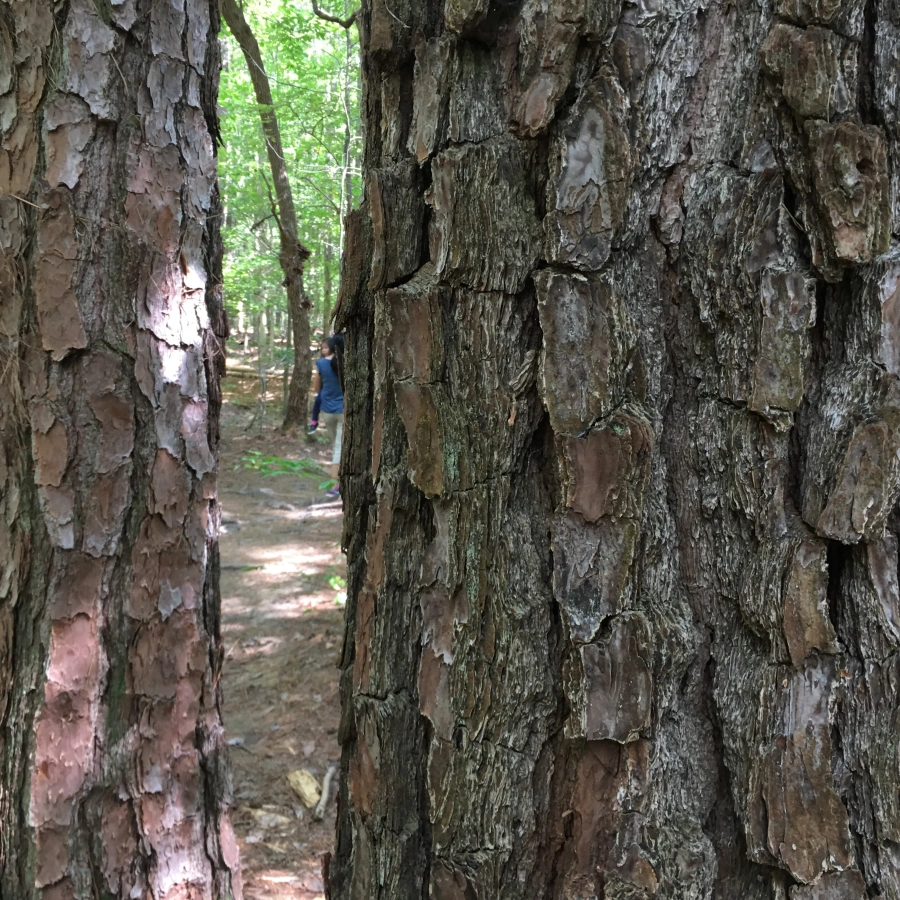 Tree trunk. 