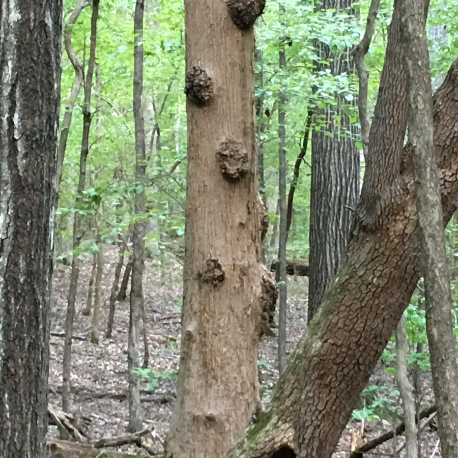 Tree trunk. 