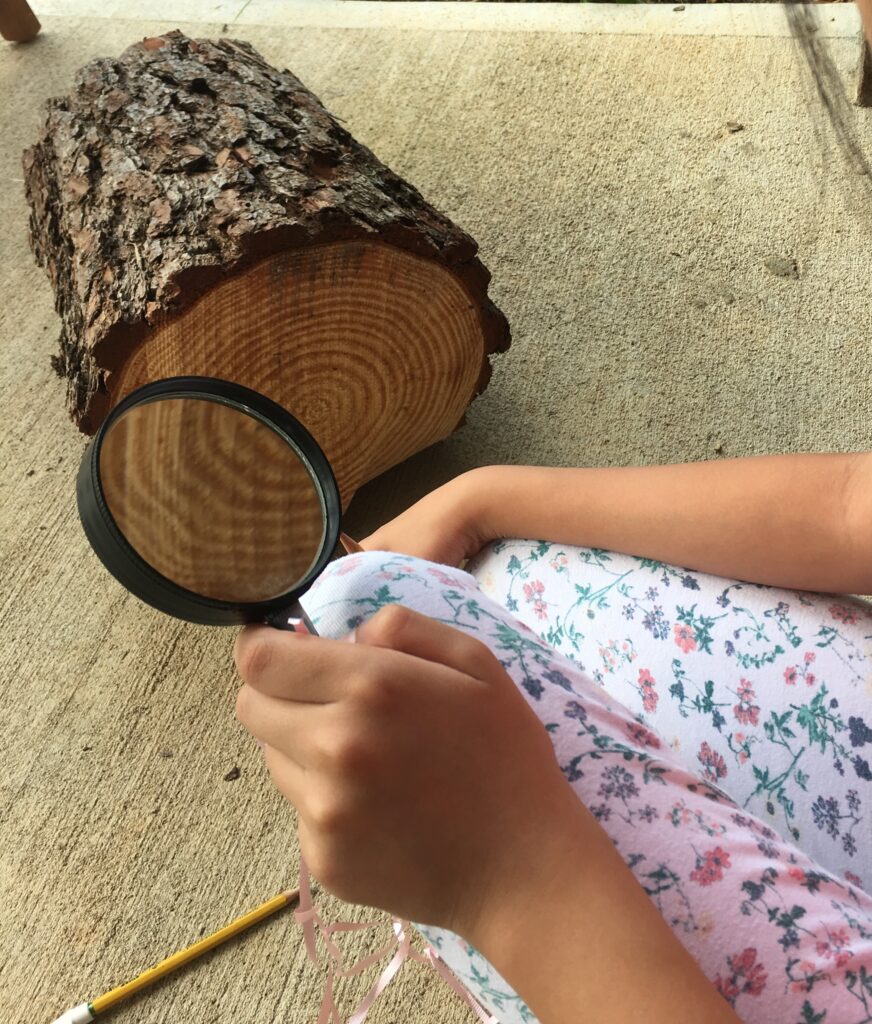 Free Science Homeschool Ideas: Tree trunk to tell the age of the tree.