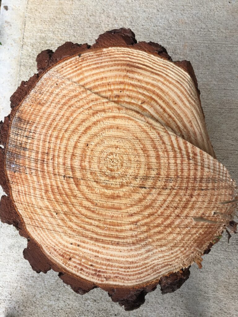 Free Science Homeschool Ideas: Tree trunk to tell the age of the tree.