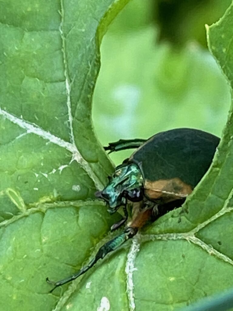 Japanese beetle eating a plant leaf. 