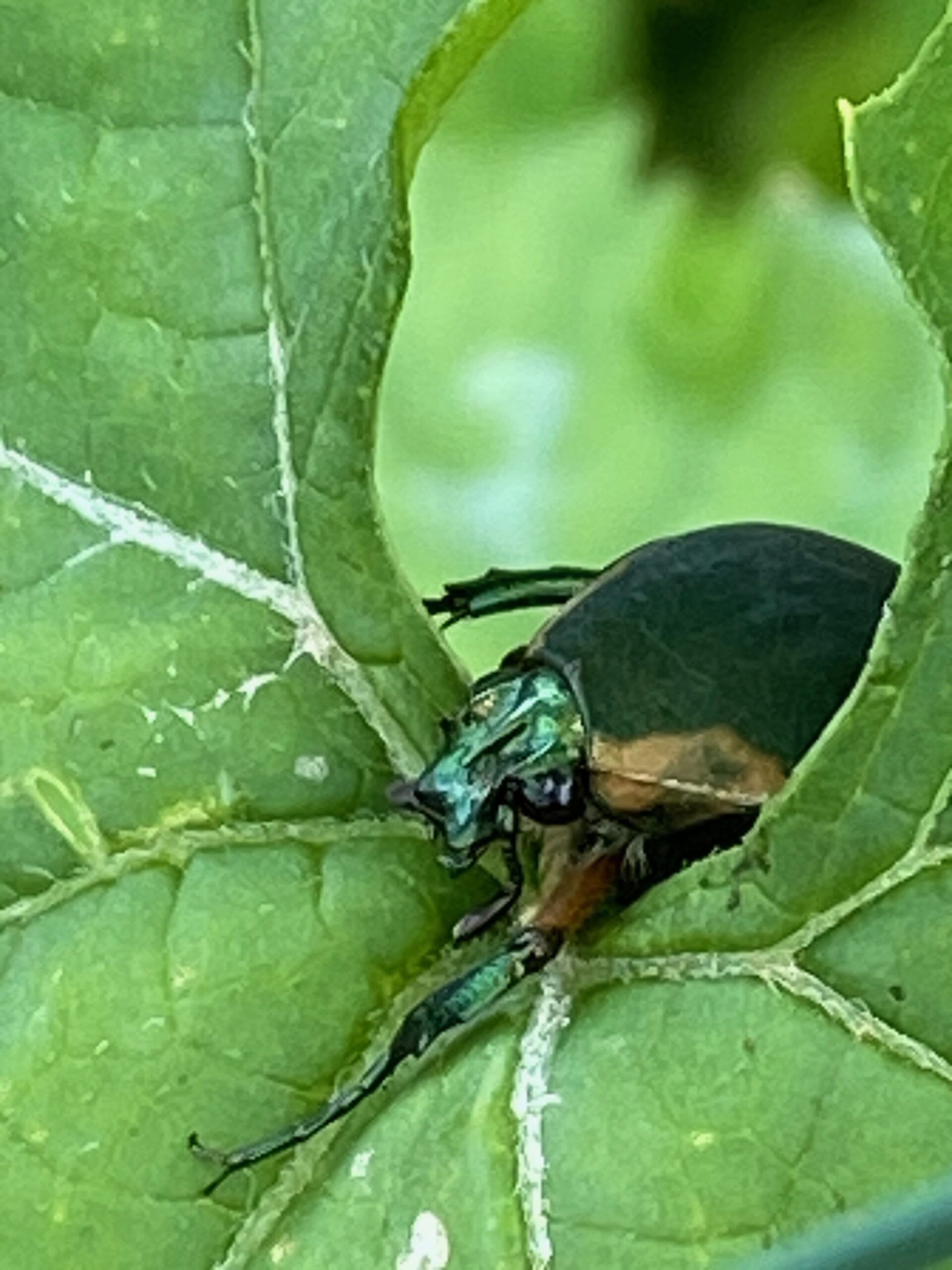 Bettles eating plants.