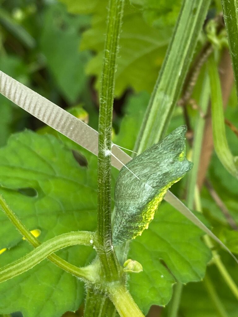 free science homeschool ideas: yellow swallowtail chrysalis.