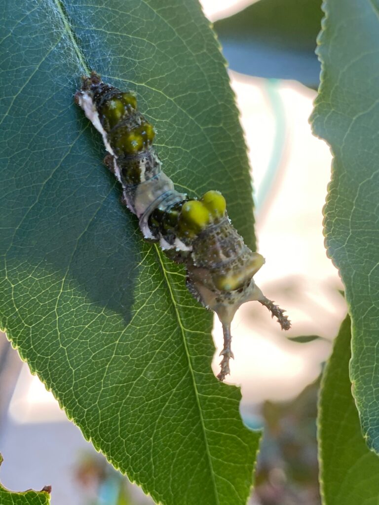 free science homeschool ideas: visceroy caterpillar.