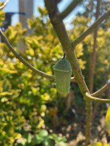 free science homeschool ideas: Monarch butterfly chrysalis.