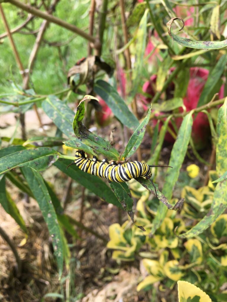 free science homeschool ideas: monarch caterpillar