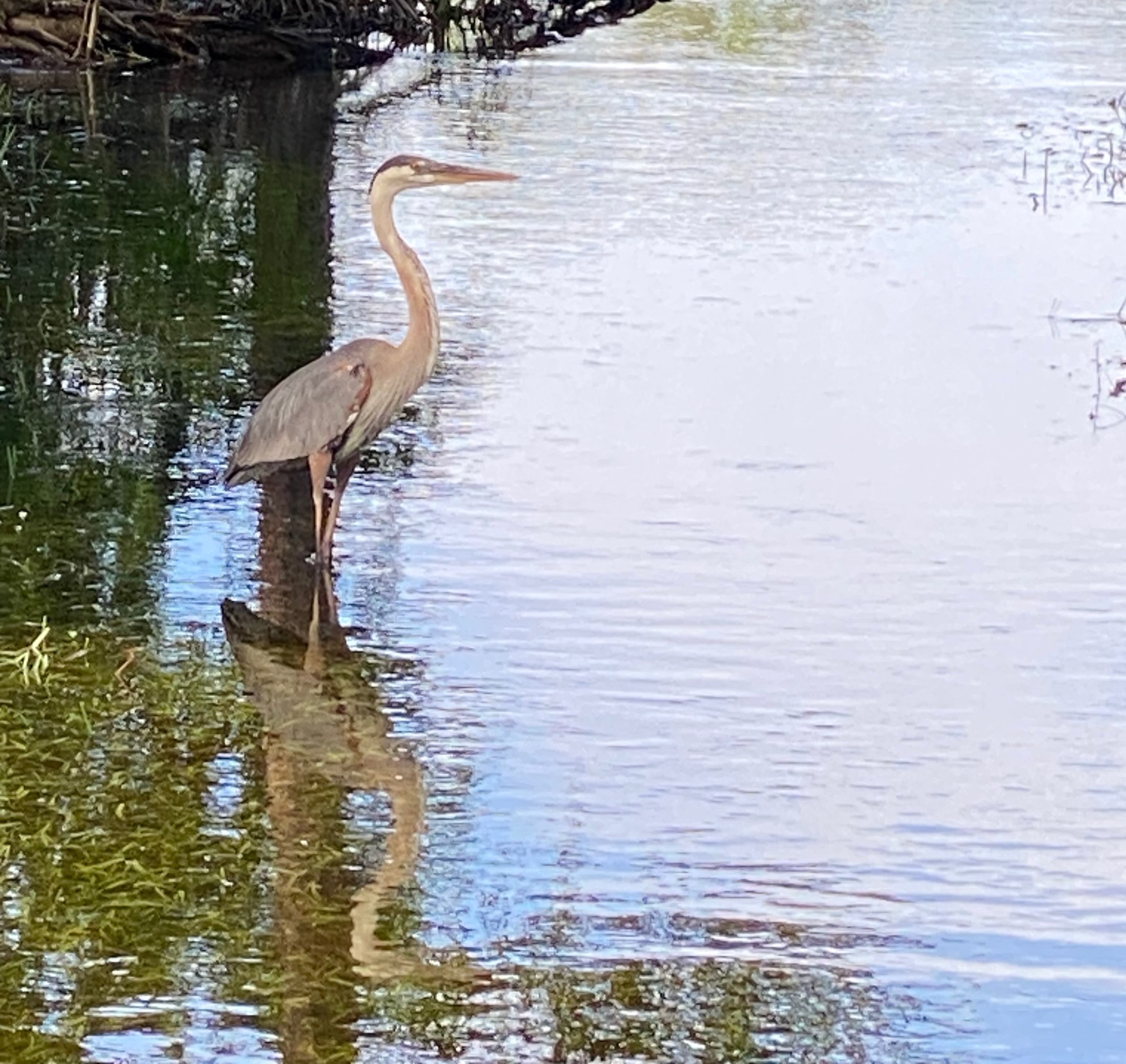 Bird Heron