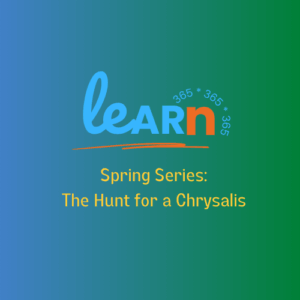 Learn-365-Spring-The-Hunt-For-Chrysalis