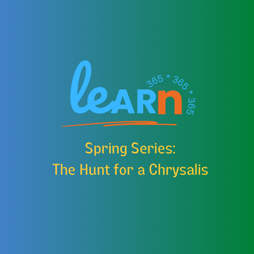 Learn-365-Patience and transformation: The Hunt for a chrysalis