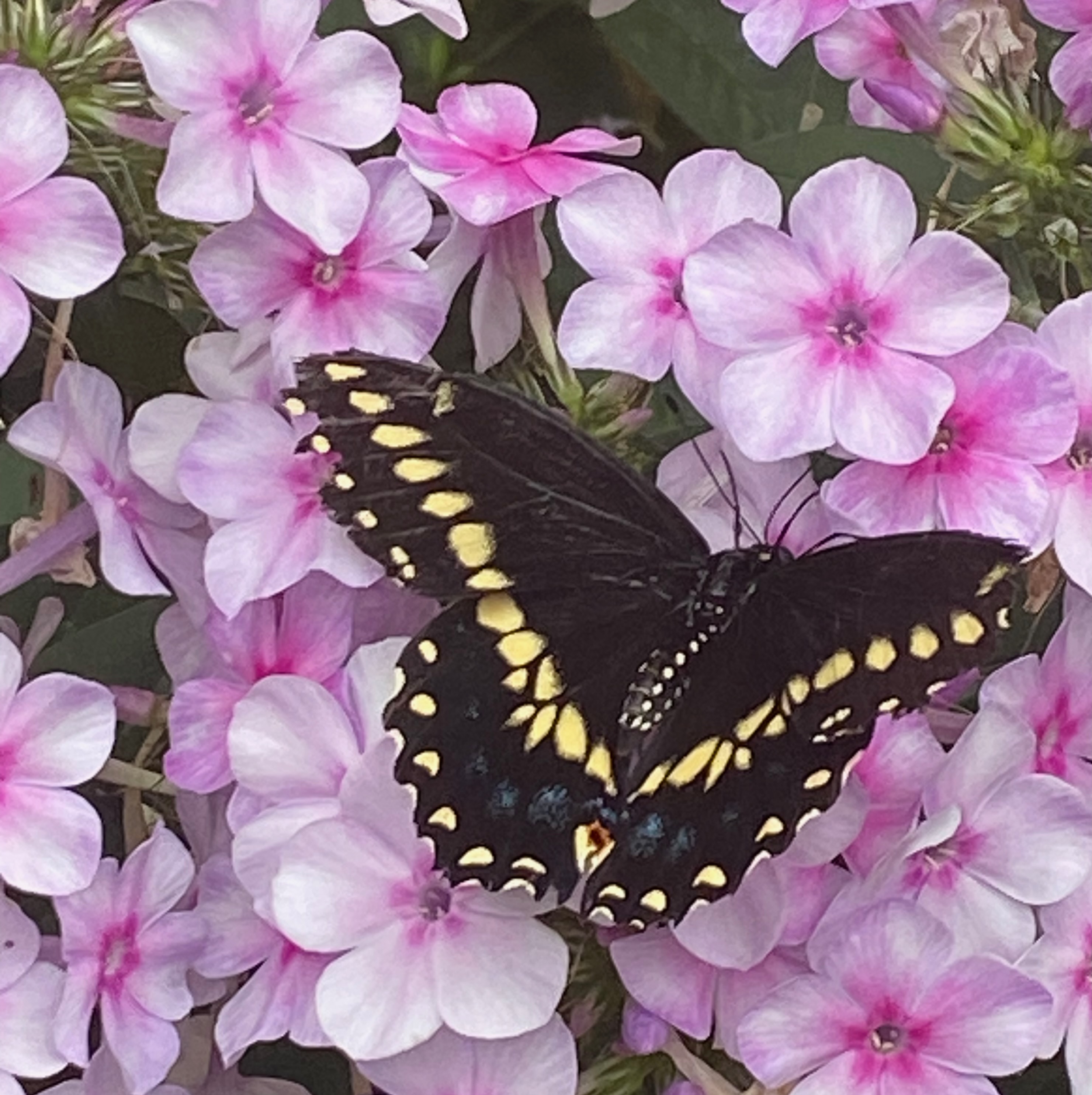 Yellow-Swallowtail- Butterfly-in-pink-flowers